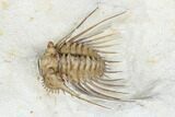 Kettneraspis Trilobite - Black Cat Mountain, Oklahoma #170290-1
